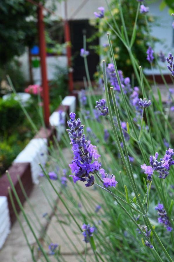 Casa Gia Hotel Costinesti Ngoại thất bức ảnh